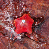 Starfish with Murrine and Gold Leaf, Red - Murano Glass