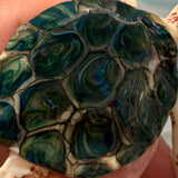 Murano glass turtle - small